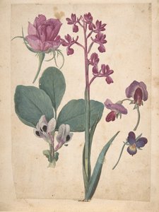 Ein Blatt mit Studien von Blumen: Eine Rose, ein Stiefmütterchen, eine Duftwicke, eine Gartenerbse..., 16. Jahrhundert