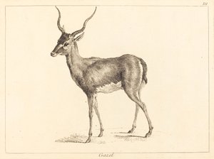 Gazelle von Jacques Philippe Le Bas and Jean Eric Rehn after Jean Baptiste Oudry