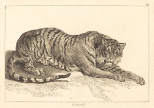 Leopard oder Tiger von Jacques Philippe Le Bas and Jean Eric Rehn after Jean Baptiste Oudry