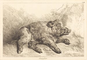Wildschwein (Wildschwein liegt, Kopf nach rechts) von Jacques Philippe Le Bas and Jean Eric Rehn after Jean Baptiste Oudry