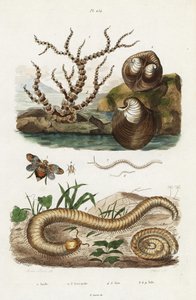 Bambuskoralle, Ochsenherzmuschel und Zikaden von Jacques Reyne Isidore Acarie Baron