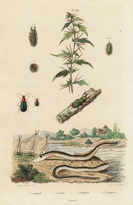 Meerneunauge und Käfer
