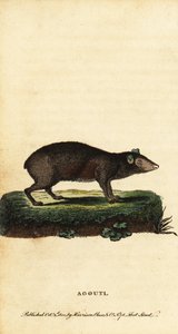 Aguti, Dasyprocta-Arten, 1800 (Gravur)