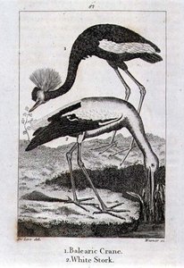 Der Balearenkranich und der Weißstorch, aus 