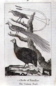 Paradiesvögel und ein Perlhuhn, aus 