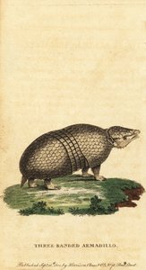 Brasilianisches Dreibinden-Gürteltier, Tolypeutes tricinctus, 1800 (Gravur) von Jacques de Seve