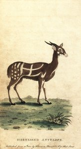 Buschbock oder Kewel, Tragelaphus scriptus (Stich)