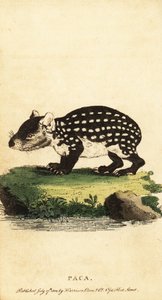 Tiefland-Paka oder geflecktes Paka, Cuniculus paca