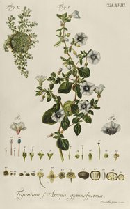 Winde: Teganium f. Atropa gymnosperma aus "Plantae Rariores"