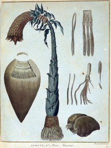 Banane - in „Reise nach Nubien und Abessinien unternommen, um die Quellen des Nils zu entdecken, in den Jahren 1768 bis 1772“, von James Bruce, Bd. 1, Paris