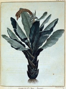 Banane - in „Reise nach Nubien und Abessinien unternommen, um die Quellen des Nils zu entdecken, in den Jahren 1768 bis 1772“, von James Bruce, Bd. 1, Paris von James Bruce