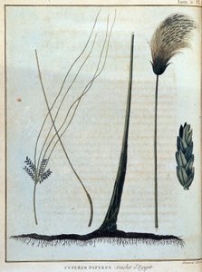 Cyperus papyrus, Stamm aus Ägypten - in „Reise nach Nubien und Abessinien unternommen, um die Quellen des Nils zu entdecken, in den Jahren 1768 bis 1772“, von James Bruce, Bd. 1, Paris
