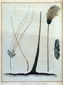Cyperus papyrus, Stamm aus Ägypten - in „Reise nach Nubien und Abessinien unternommen, um die Quellen des Nils zu entdecken, in den Jahren 1768 bis 1772“, von James Bruce, Bd. 1, Paris von James Bruce