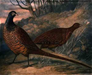 Fasane, Platte 2 von British Feather Game, graviert von Charles Turner, veröffentlicht von R. Ackermann, ca. 1810