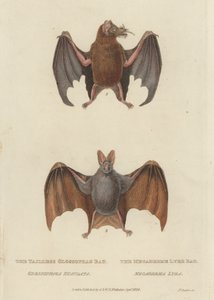Schwanzlose Glossophag-Fledermaus und Megaderme-Lyrenfledermaus (farbige Gravur) von James (after) Basire