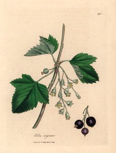 Schwarze Johannisbeere, aus einer botanischen Illustration von James Sowerby aus William Woodville und Sir William Jackson Hooker