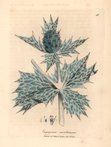 Blau blühender Meeresdistel, Eryngium maritinum, aus einer botanischen Illustration von James Sowerby aus William Woodville und Sir William Jackson Hooker