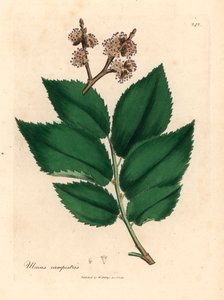 Gemeine Ulme, Ulmus campestris, aus einer botanischen Illustration von James Sowerby aus William Woodville und Sir William Jackson Hooker
