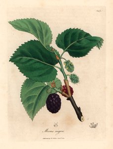 Gemeiner Maulbeerbaum, aus einer botanischen Illustration von James Sowerby aus William Woodville und Sir William Jackson Hooker