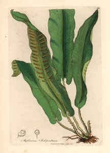 Hirschzungenfarn, Asplenium scolopendrium, aus einer botanischen Illustration von James Sowerby aus William Woodville und Sir William Jackson Hooker