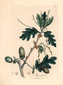 Blätter und Eicheln der Stieleiche, Quercus robur, aus einer botanischen Illustration von James Sowerby aus William Woodville und Sir William Jackson Hooker