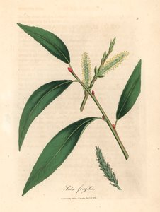 Blätter und Kätzchen des Bruchweidenbaums, Salix fragilis, aus einer botanischen Illustration von James Sowerby aus William Woodville und Sir William Jackson Hooker