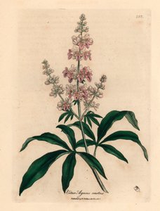 Keuschbaum mit rosa Blüten, Vitex agnus castus, aus einer botanischen Illustration von James Sowerby aus William Woodville und Sir William Jackson Hooker