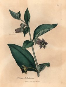 Purpurblühender Tollkirsche, Atropa belladonna, aus einer botanischen Illustration von James Sowerby aus William Woodville und Sir William Jackson Hooker