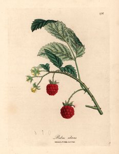 Himbeerstrauch mit reifen Früchten und gelben Blüten, Rubus idaeus, aus einer botanischen Illustration von James Sowerby aus William Woodville und Sir William Jackson Hooker