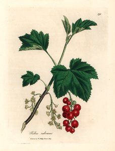 Rote Johannisbeere, aus einer botanischen Illustration von James Sowerby aus William Woodville und Sir William Jackson Hooker