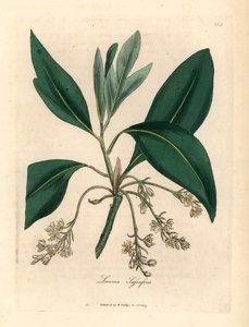 Sassafrasbaum, Laurus sassafras, aus einer botanischen Illustration von James Sowerby aus William Woodville und Sir William Jackson Hooker