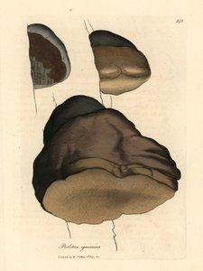 Zunderschwamm oder Agaric Pilz, Boletus igniarius, aus einer botanischen Illustration von James Sowerby aus William Woodville und Sir William Jackson Hooker