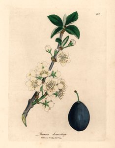 Weiße Blüte und Frucht des Pflaumen- oder Zwetschgenbaums, Prunus domestica, aus einer botanischen Illustration von James Sowerby aus William Woodville und Sir William Jackson Hooker