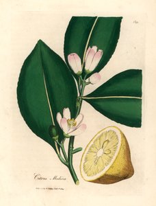 Weißer Blütenstand und reifes Fruchtsegment des Zitronenbaums, Citrus medica, aus einer botanischen Illustration von James Sowerby aus William Woodville und Sir William Jackson Hooker