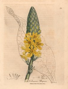 Gelb blühender Großblättriger Königskerze, Verbascum thapsus, aus einer botanischen Illustration von James Sowerby aus William Woodville und Sir William Jackson Hooker