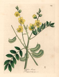 Gelb blühende Senna oder ägyptische Kassie mit Samenkapseln, Cassia senna, aus einer botanischen Illustration von James Sowerby aus William Woodville und Sir William Jackson Hooker