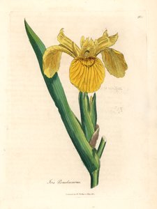 Gelbe Schwertlilie, Iris pseudocorus, aus einer botanischen Illustration von James Sowerby aus William Woodville und Sir William Jackson Hooker