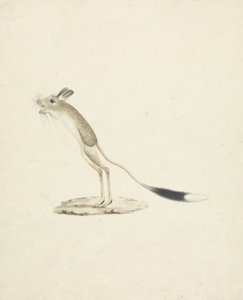 Jerboa Nr. 4 von James 1730 94 Bruce