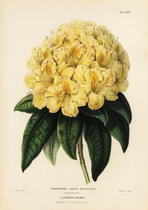 Goldener Rhododendron, Rhodendron aureum magniflorum von James Andrews