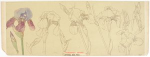 Botanische Studien von James Atherton