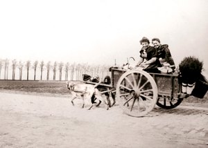 Hunde ziehen Frauen auf einem Wagen, Antwerpen, 1898