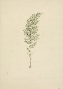 Arundinaria alpina K. Schum. (Afrikanischer Bambus): fertige Zeichnung der Pflanze mit Wurzeln von James Bruce