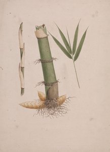 Arundinaria alpina K. Schum. (Afrikanischer Bambus): fertige Zeichnung von Stammabschnitten und Trieb mit Blättern von James Bruce