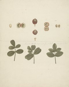 Commiphora gileadensis (L.) C. Chr. (Balsam von Gilead, Opobalsam): fertige Zeichnung von Früchten, zerlegten Früchten und Blättern