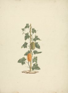 Cucumis metuliferus Naud (Wilde Gurke): fertige Zeichnung von James Bruce
