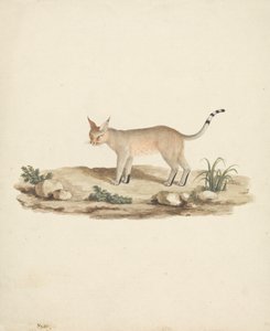 Felis caligata (Stiefelluchs)
