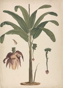 Musa x sapientum L. (Banane): fertige Zeichnung mit Details der Blütenstände