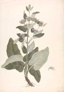 Phlomis herba-venti L.: fertige Zeichnung