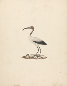 Threkiornis aethiopicus (Afrikanischer Heiliger Ibis) von James Bruce