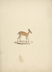 Unidentifizierte Madogua (Dik-dik)